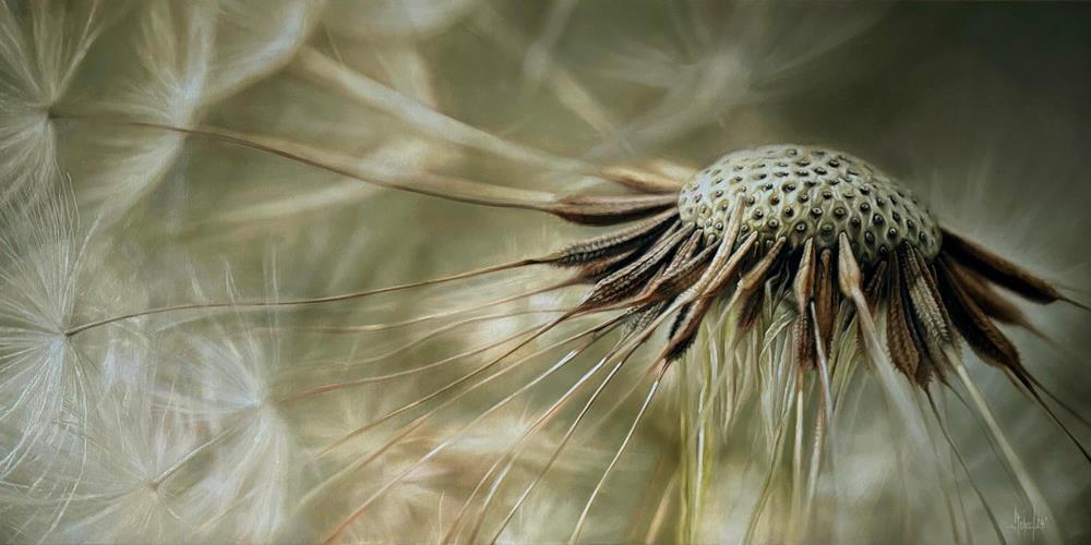 Pusteblume 100 x 50 cm - Peintures